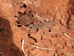 Pachydactylus capensis