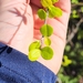 Erythroxylum brevipes - Photo (c) Juan Gabriel, algunos derechos reservados (CC BY-NC), subido por Juan Gabriel