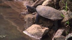 Phrynops geoffroanus