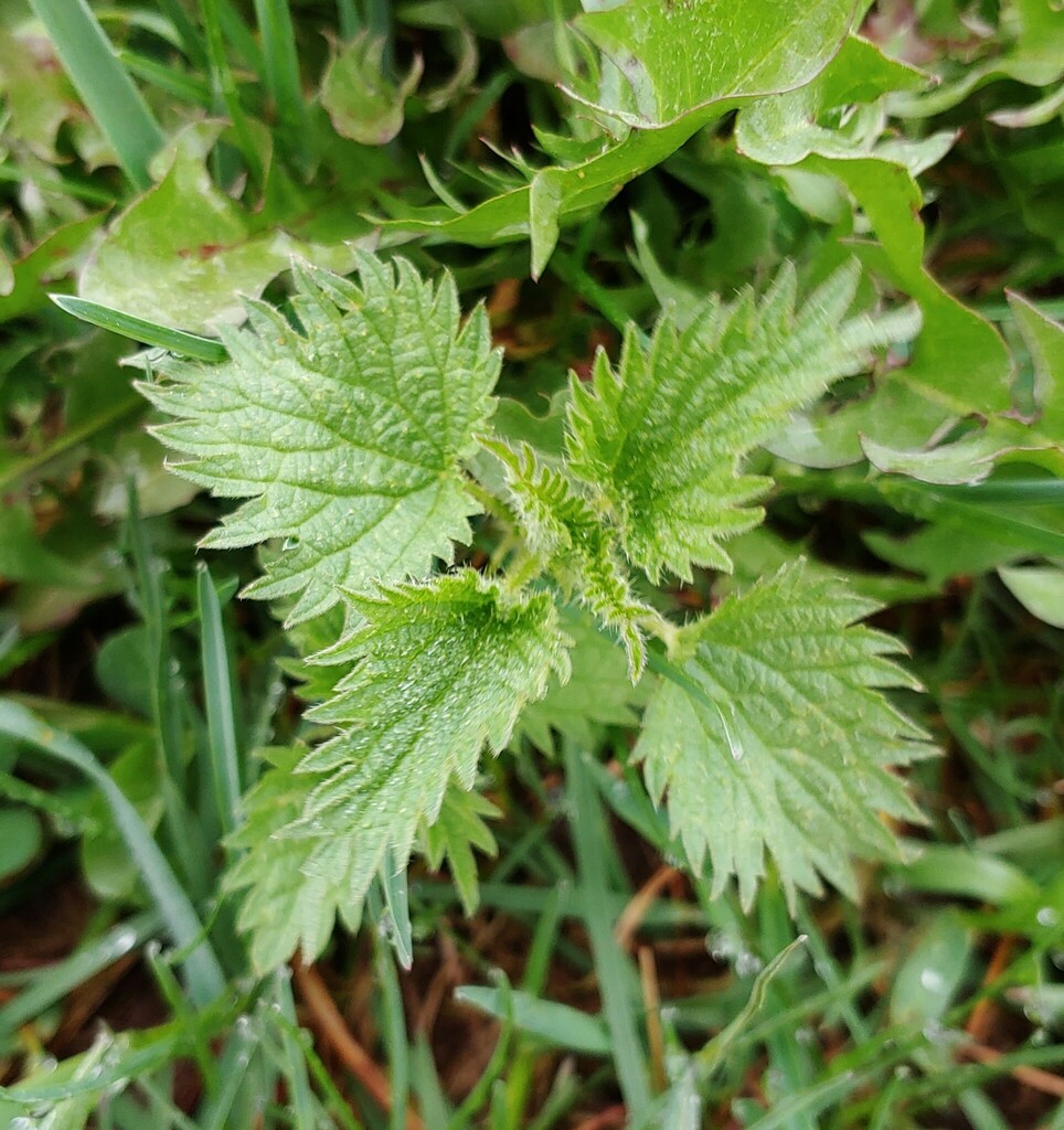 great stinging nettle from Cambria County, PA, USA on April 22, 2023 at ...