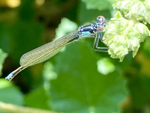 iNaturalist observation photo of Pacific Forktail