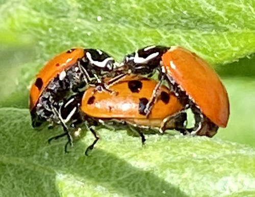iNaturalist observation photo of Convergent Lady Beetle