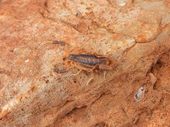 Uroplectes triangulifer