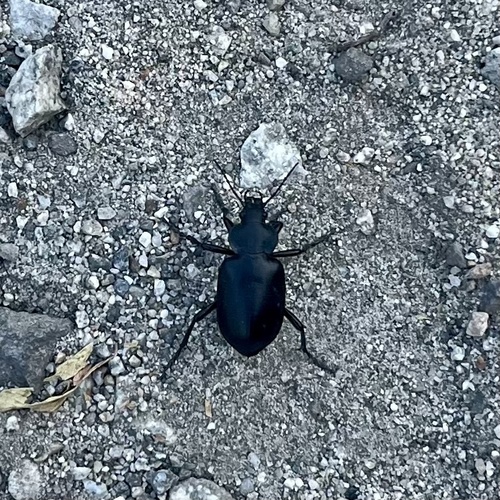 iNaturalist observation photo of Caterpillar-hunter Beetles