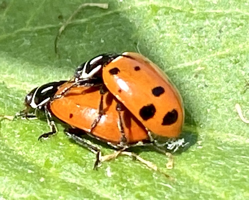 iNaturalist observation photo of Convergent Lady Beetle