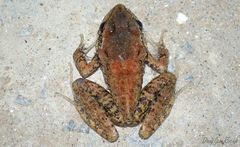 Thoropa miliaris