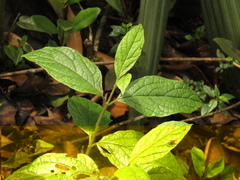 Viburnum lasiophyllum