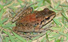 Thoropa miliaris