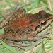Button Frogs - Photo (c) Douglas Eduardo Rocha, some rights reserved (CC BY-NC-ND), uploaded by Douglas Eduardo Rocha