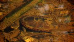 Hydromedusa maximiliani