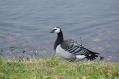 Branta leucopsis