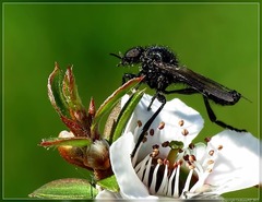 Dilophus nigrostigma