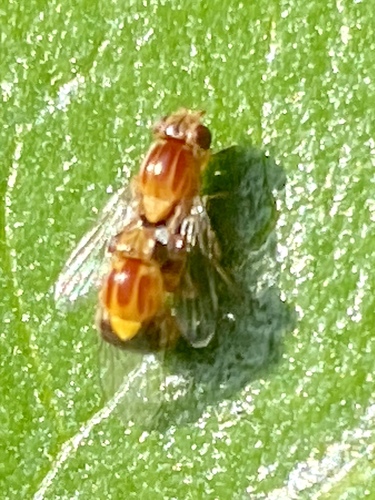 iNaturalist observation photo of Thaumatomyia