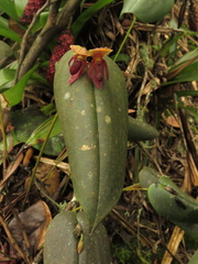 Pleurothallis linguifera