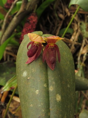 Pleurothallis linguifera