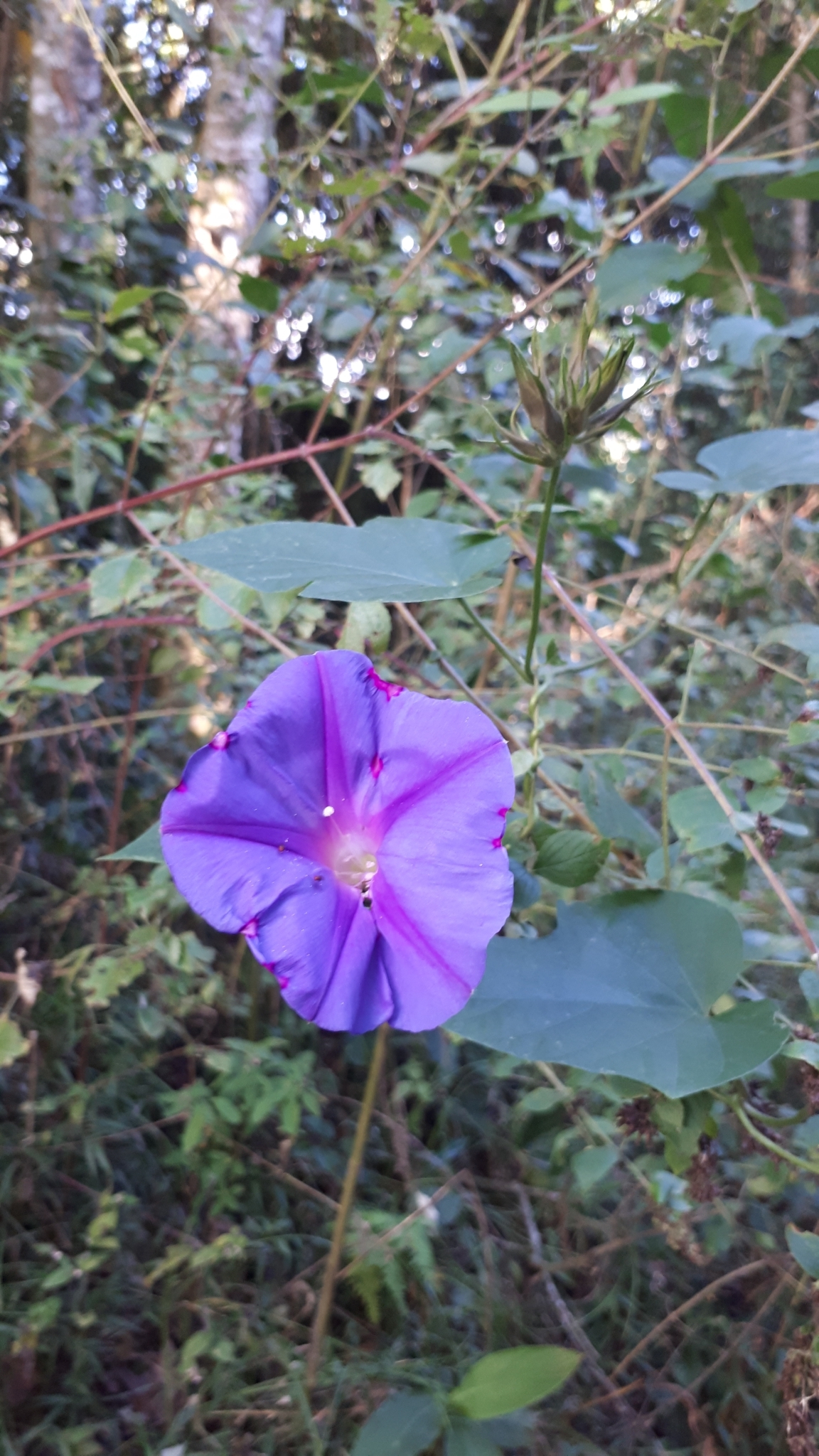 Ipomoea indica
