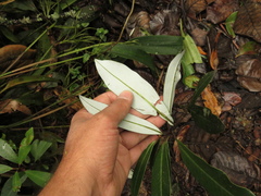 Drimys granadensis