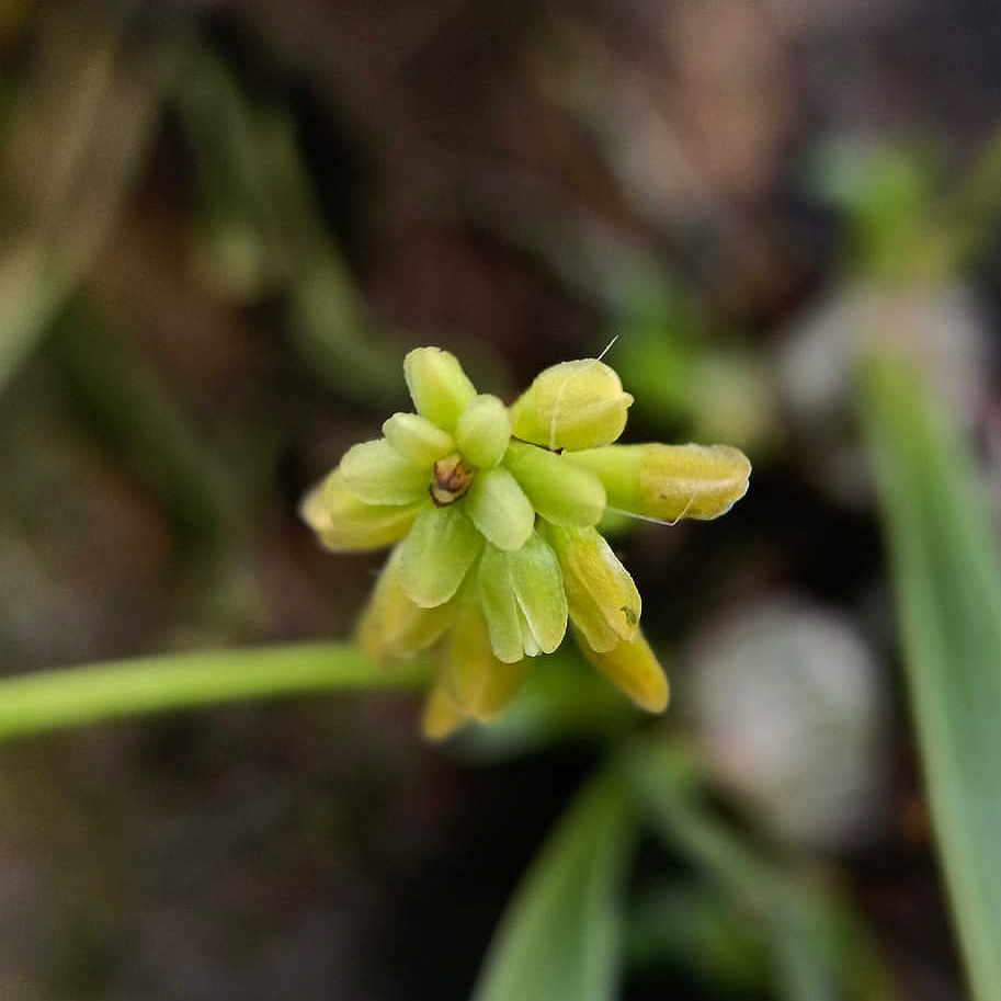 Thelasis pygmaea