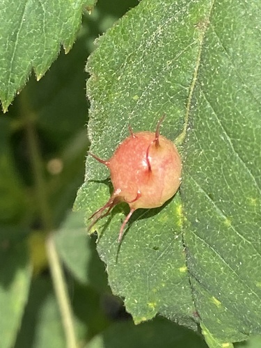 iNaturalist observation photo of Spiny Leaf Gall Wasp