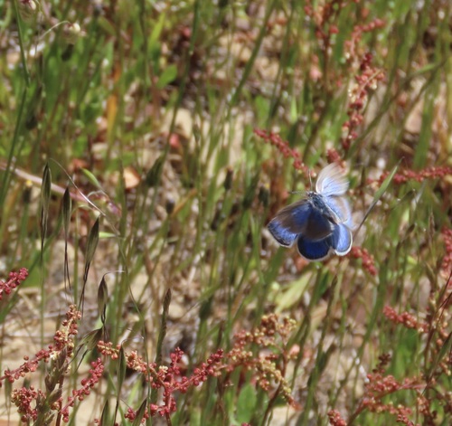 Boisduval's Blue photo 6