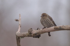 Spinus pinus image
