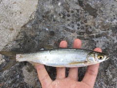 Hemiculter leucisculus