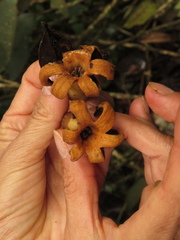 Ladenbergia macrocarpa