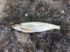 Hemiculter leucisculus