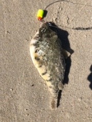 Sphoeroides maculatus