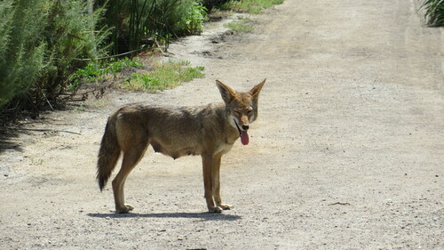 iNaturalist observation photo of Coyote