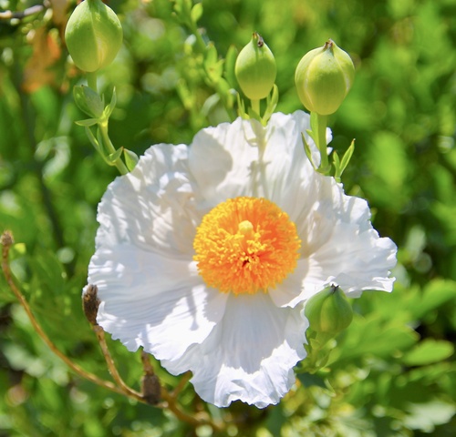 iNaturalist observation photo of Coulter's matilija poppy