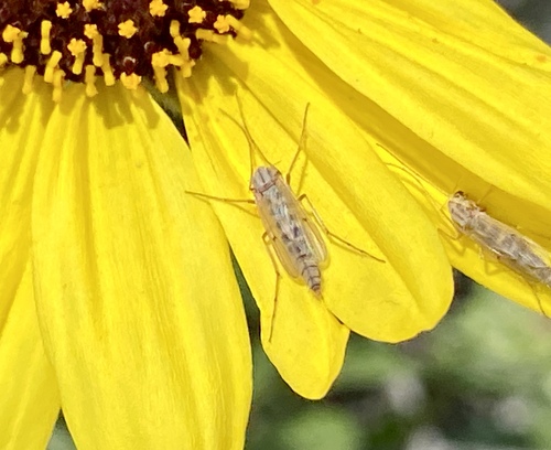 iNaturalist observation photo of Non-biting Midges