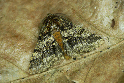 Brindled Beauty Moth