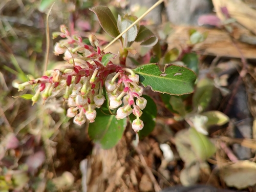 Arbutus occidentalis (Arbutus occidentalis)