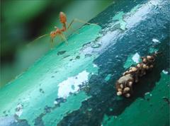 Oecophylla smaragdina