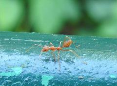 Oecophylla smaragdina