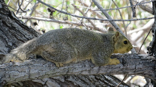 iNaturalist observation photo of Eastern Fox Squirrel