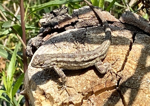 iNaturalist observation photo of Western Fence Lizard