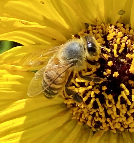 iNaturalist observation photo of Western Honey Bee