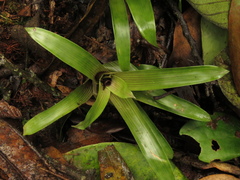 Guzmania