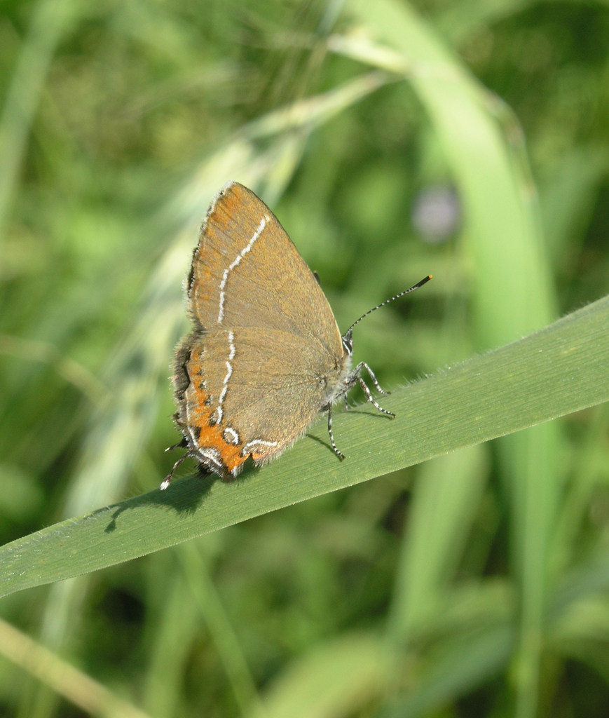 Satyrium prunoides