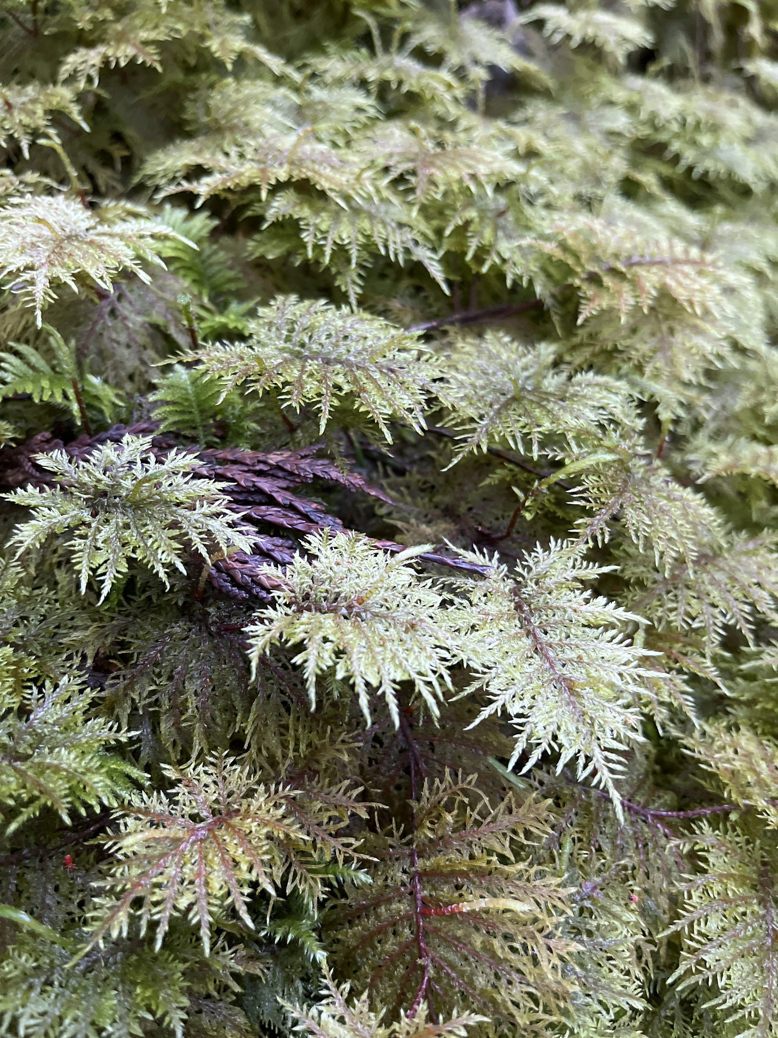 Hylocomium splendens
