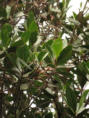 Cinchona lancifolia