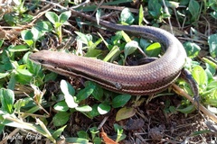 Brasiliscincus agilis