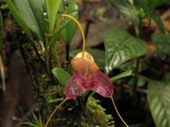 Masdevallia caudata