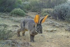 Riverine Rabbit photo 2