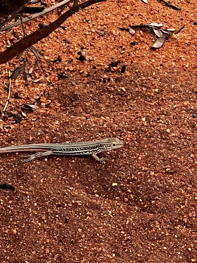 North-Western Sandy-Loam Ctenotus