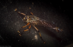 Dolopus simulans