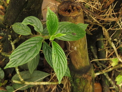 Columnea strigosa