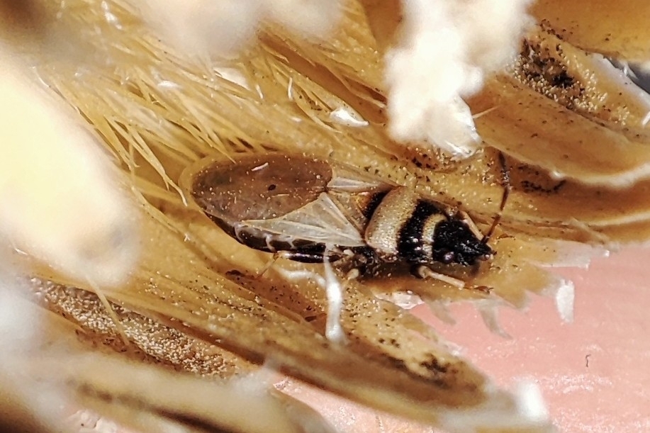 Oxycarenus pallens